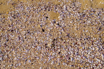 White shells in the sand on the beach. - 322963998