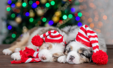 Two Australian shepherd puppies wearing red hats sleep together on festive Christmas background