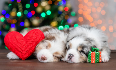 Fototapeta na wymiar Two Australian shepherd puppies sleep with red heart and gift box on festive background