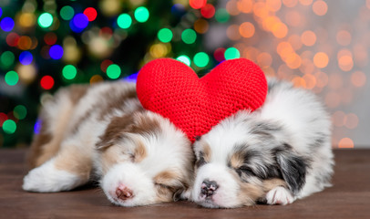 Two Australian shepherd puppies sleep with red heart on festive background