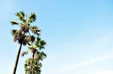 Asia sugar palm with blue sky
