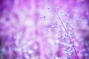Blue  Grass Meadow soft focus  with bright sunlight .and  pink light bokeh  ,Abstract Spring and summer  Background