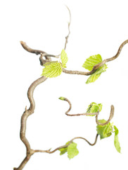 Beautiful plant up close against white background