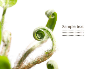 Beautiful fern fronds up close against white background (shallow depth of field)