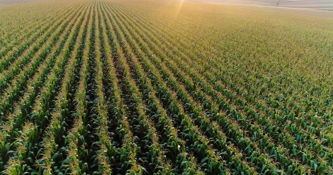 Agriculture Aerial Shot of Corn Field