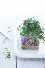 Young sprouts of organic kohlrabi cabbage close up. Micro greens concept 
