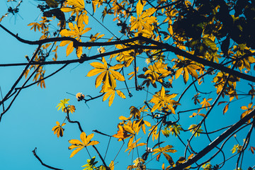 Summer, yellow leaves with daytime sky -