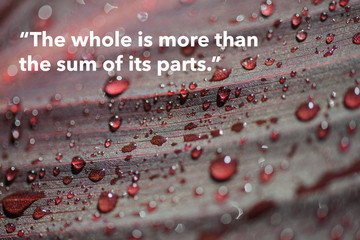 Wise quote by ancient Greek philosopher Aristotle against nature background