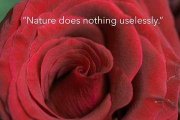 Wise quote by ancient Greek philosopher Aristotle against nature background