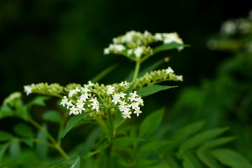 flower in the garden