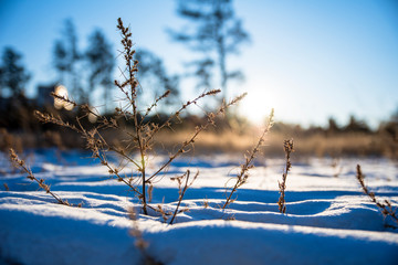 sunlight in the winter forest falls on dry grass