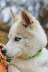 Closeup of muzzle puppies of husky puppy, brownish gray.