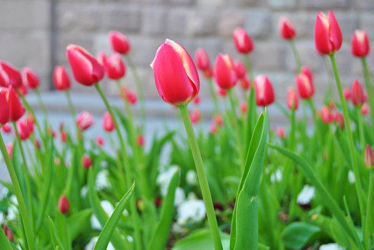 red tulips in the garden