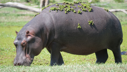 Hippopotamus with duckweed