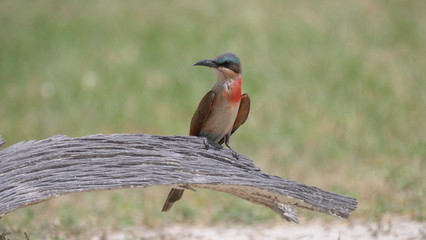 Bee-eater on a tree trunk