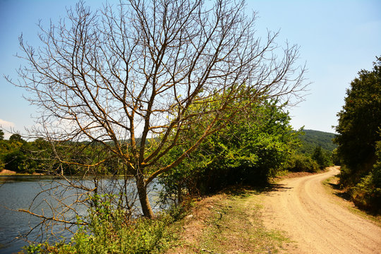 road in the forest