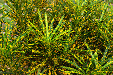 Codiaeum variegatum, or garden croton plant