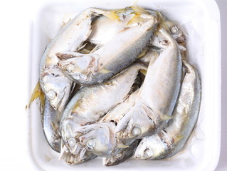 Fresh mackerel isolated on white background