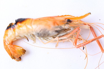 Grilled shrimps on white background