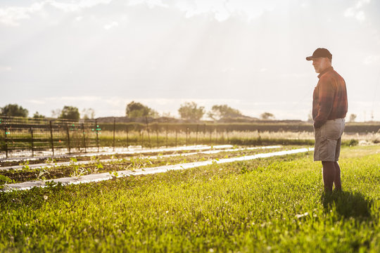 Farmer looking over his fields at the end of a summer day. Laurel, Montana, USA