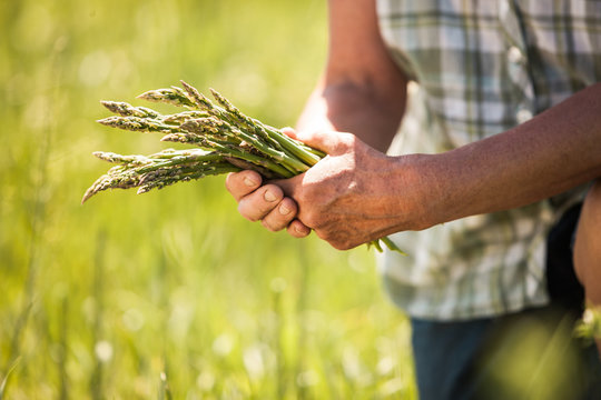 Close-up of farmer holding green asparagus after being picked in field. Laurel, Montana, USA