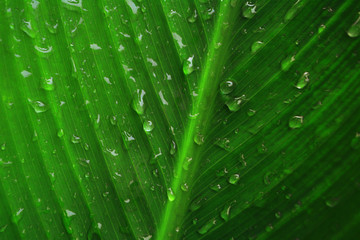 water drop ,dew drops on green leaf texture fresh spring nature background
