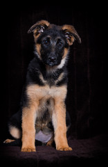 Shepherd puppy lies on a brown background