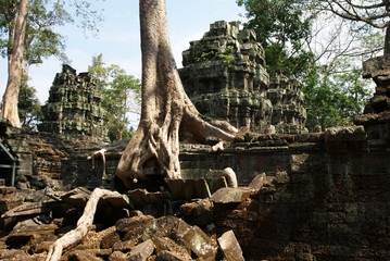 trees growing between temples and conquering temples