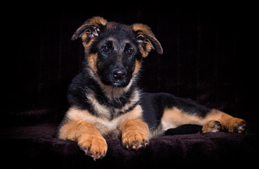 Shepherd puppy lies on a brown background