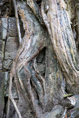 trees growing between temples and conquering temples