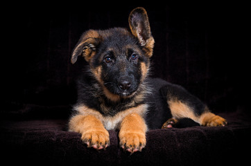Shepherd puppy lies on a brown background