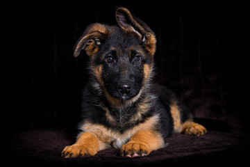 Fototapeta na wymiar Shepherd puppy on a brown background