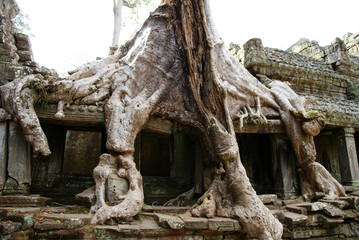 Fototapeta na wymiar trees growing between temples and conquering temples