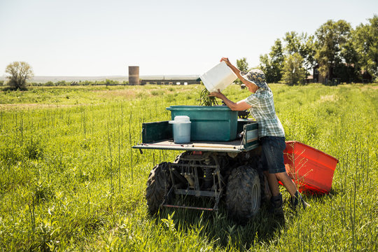 Female farmer harvesting green asparagus after being picked in field. Laurel, Montana, USA