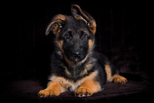 Shepherd puppy on a brown background
