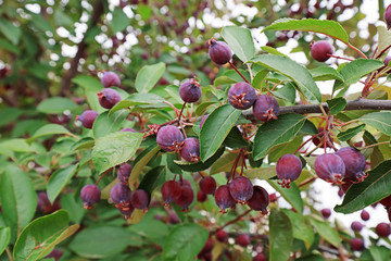 The plum is on the branch in the orchard