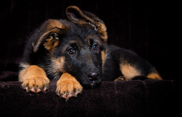 Shepherd puppy lies on a brown background