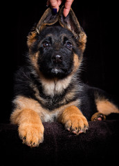 Shepherd puppy lies on a brown background