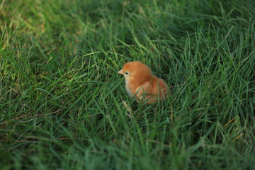 Chickens in the Green Lawn