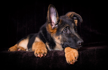 Shepherd puppy lies on a brown background