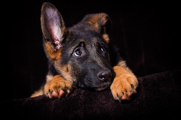 Shepherd puppy lies on a brown background