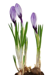 Beautiful violet Crocuses (Magnoliopsida) isolated on white background, including clipping path.
