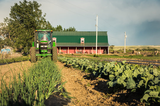 Farmer driving through rows of vegetable fields with tractor. Laurel, Montana, USA