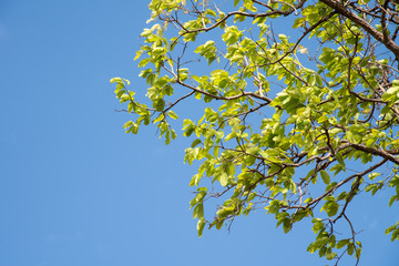 Fototapeta premium Green leaf of tree on blue background.