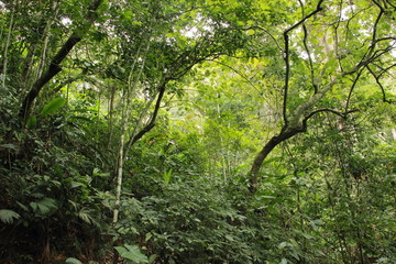 Fototapeta na wymiar Exuberant nature inside a tropical rainforest