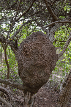 An arboreal termite nest in a tropical forest.