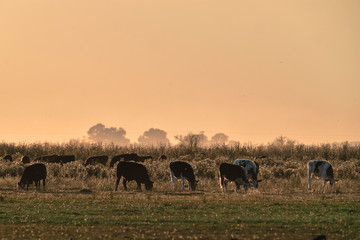 Naklejka na ściany i meble Steers grazing on the Pampas plain, Argentina