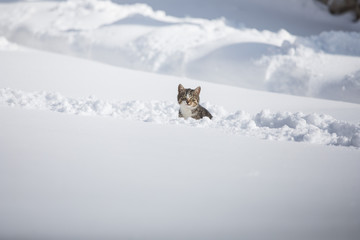 Beautiful domestic pet cat in the snow.