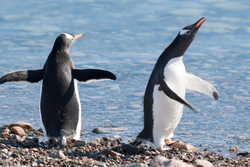 Obraz premium Gentoo Penguin, Antartica