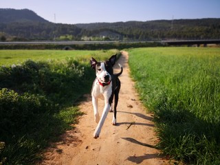 Perro, cruce, Dogo de burdeos, Presa canario, American stanford, Boxer, feliz, PPP, campo, mascota, Naturaleza